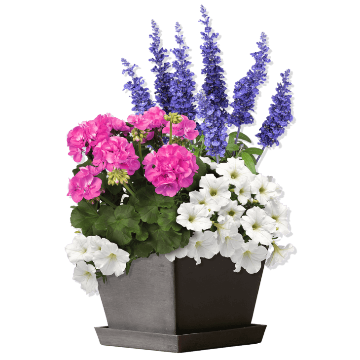 Bloomscape Launches New Collection of Colorful Outdoor Plants